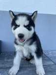 Piesek Syberian Husky