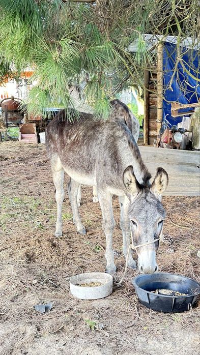 Burro com tres anos