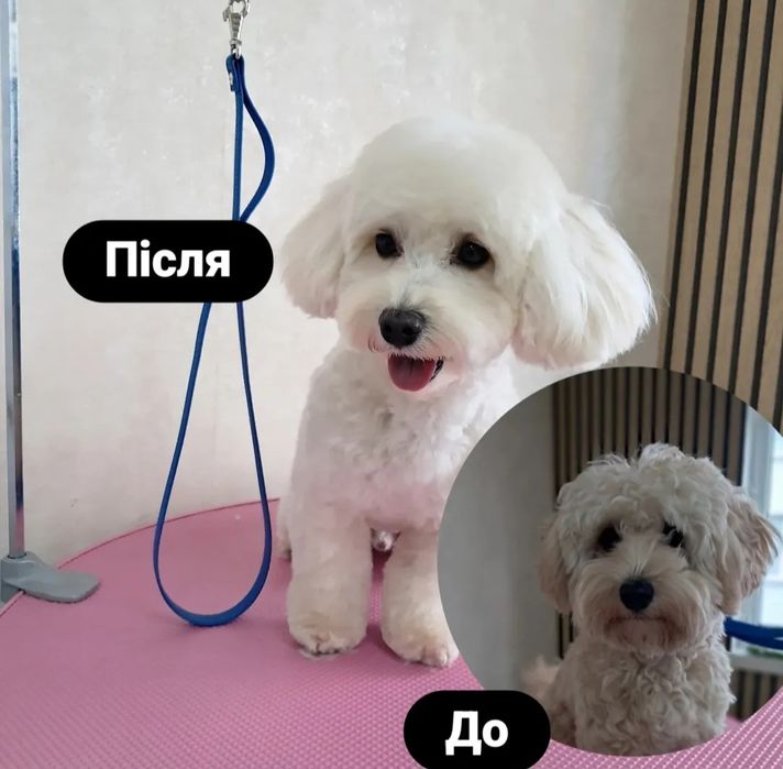 Професійний грумінг. Майстер з досвідом.