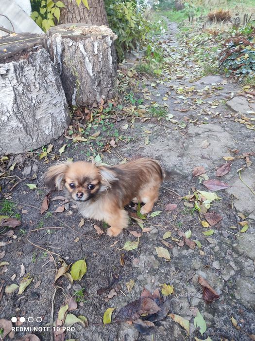 Карликовий пекінес