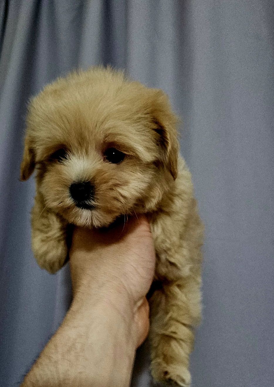 Maltipoo mini suczka f1