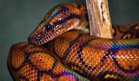 Бразильський радужный удав абома (лат. Epicrates cenchria) змея питон