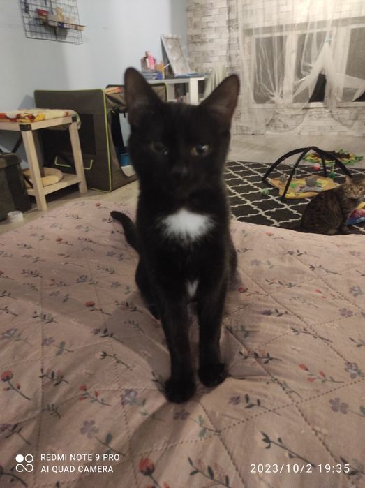 Do adopcji kociaki.