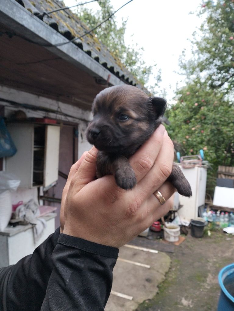 Віддам щенят метис такси