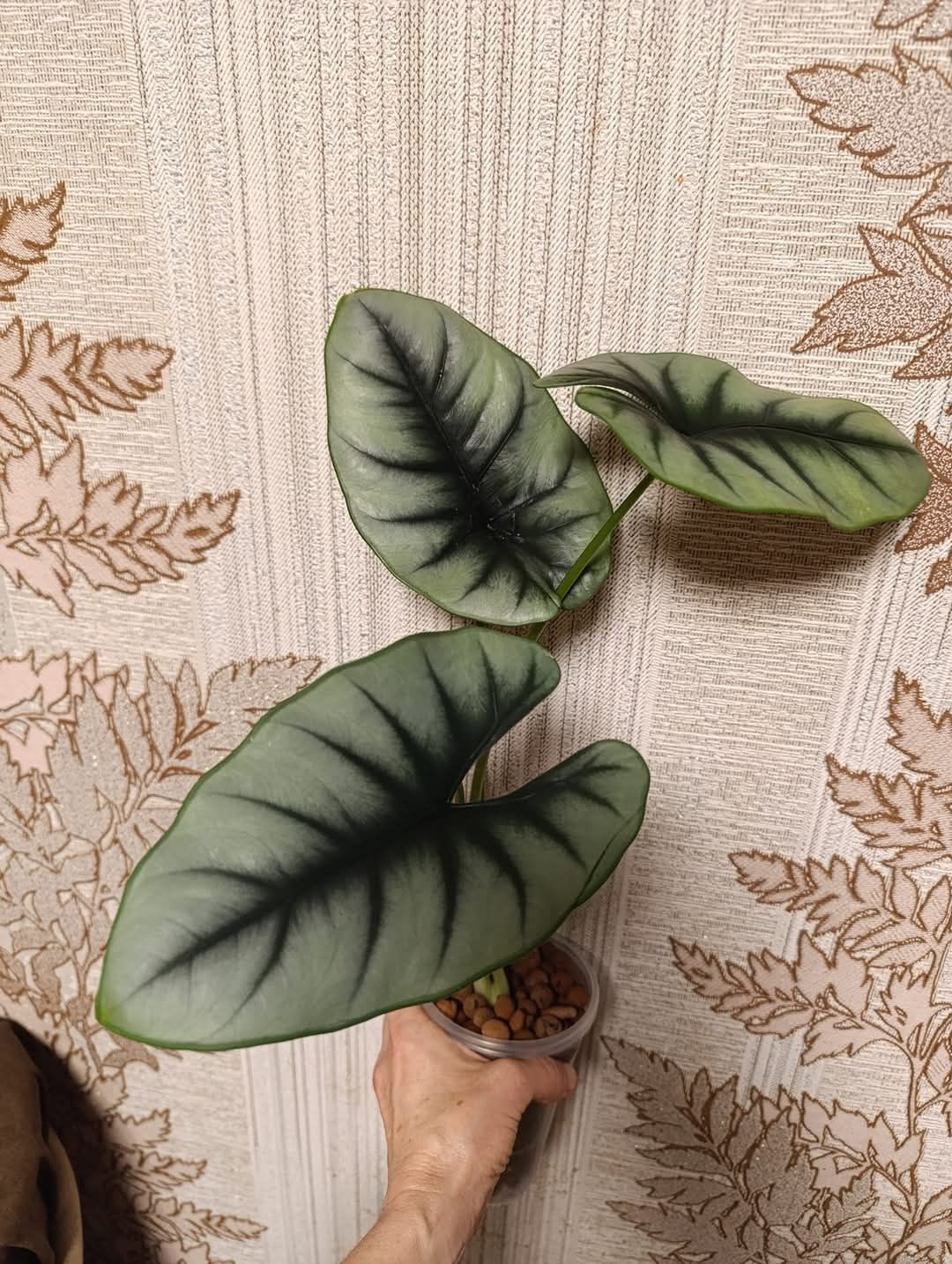 Алоказия Reversa