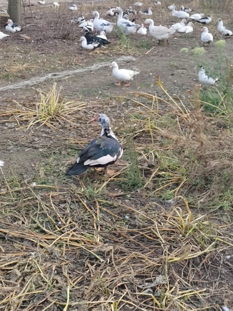 Kaczki francuskie dorosłe.