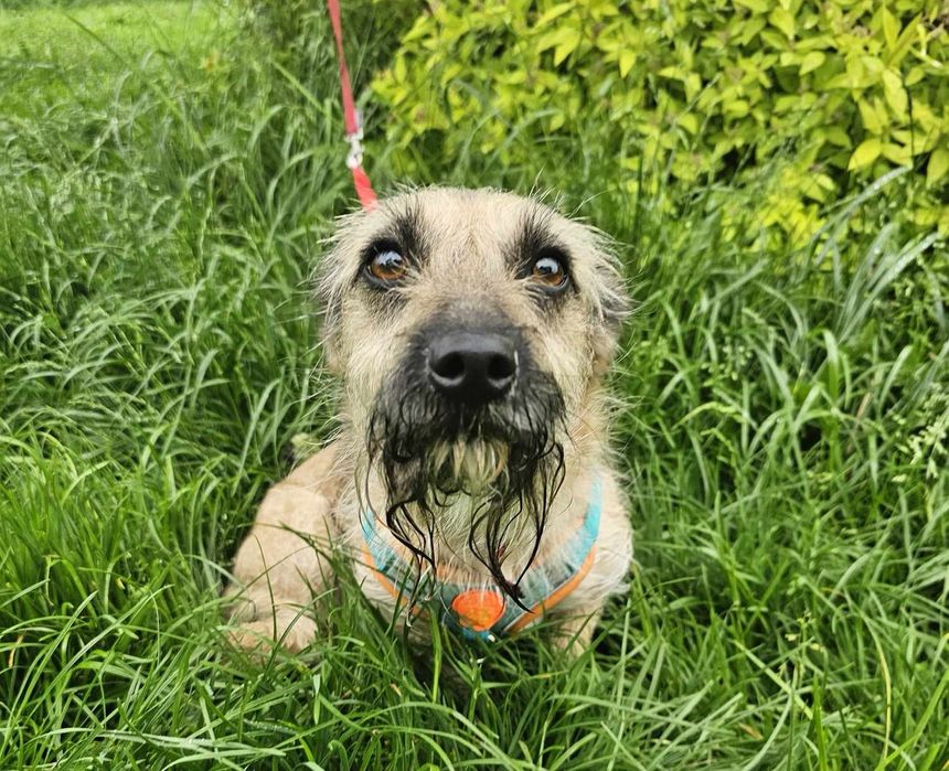 Malutka 6kg sunia szuka domu