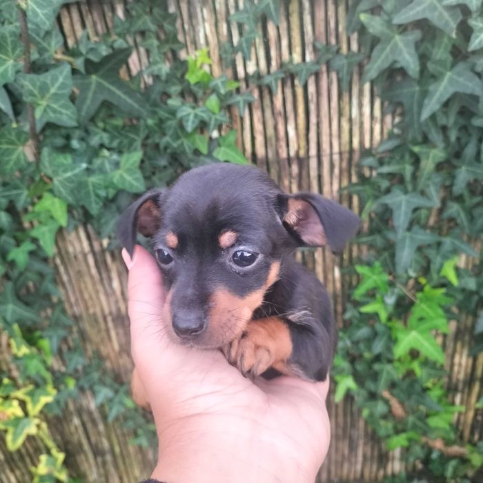 Pinscher fêmea  linda