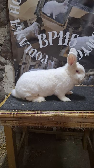 Likwidacja hodowli nowozelandzkich bialych