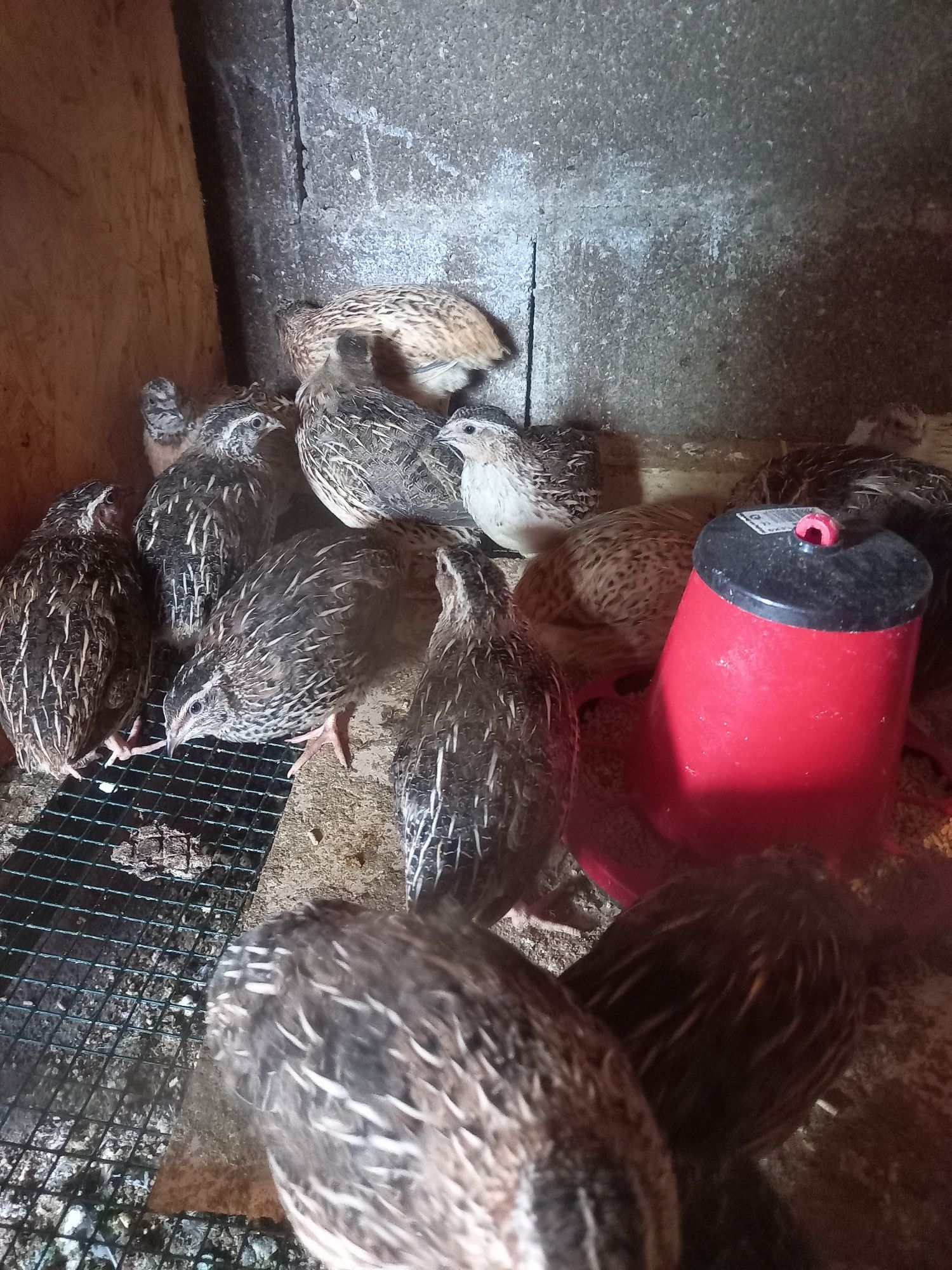 Ovos de Codornizes Gigantes Galados (várias mutações)