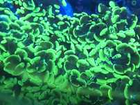 Euphylias parancora, corais água salgada