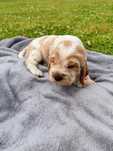 Cocker Spaniel Angielski Roan Orange piesek