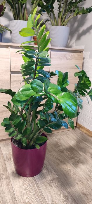 Zamiokulkas zamioculcas