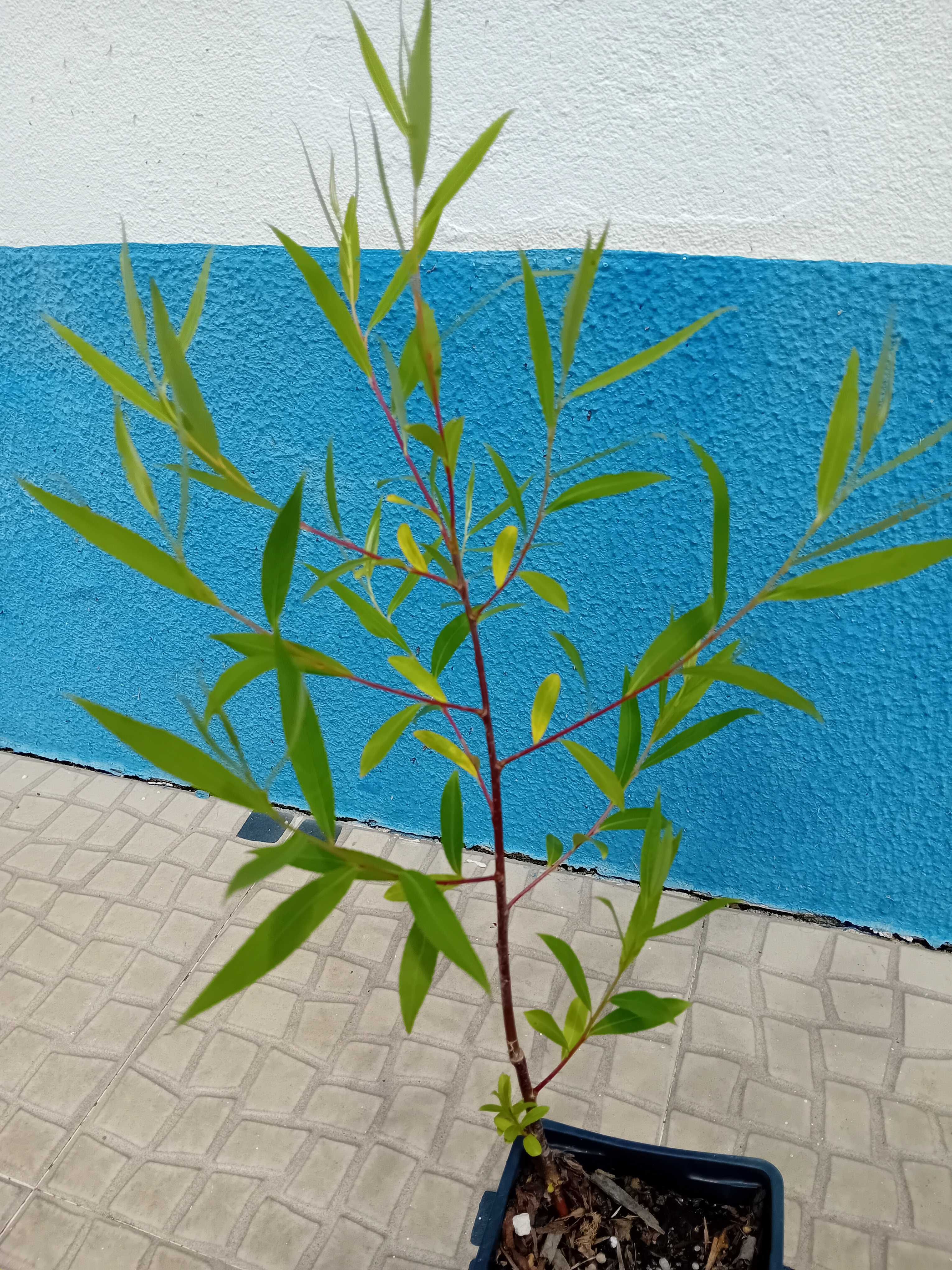 Arvore salgueiro chorao