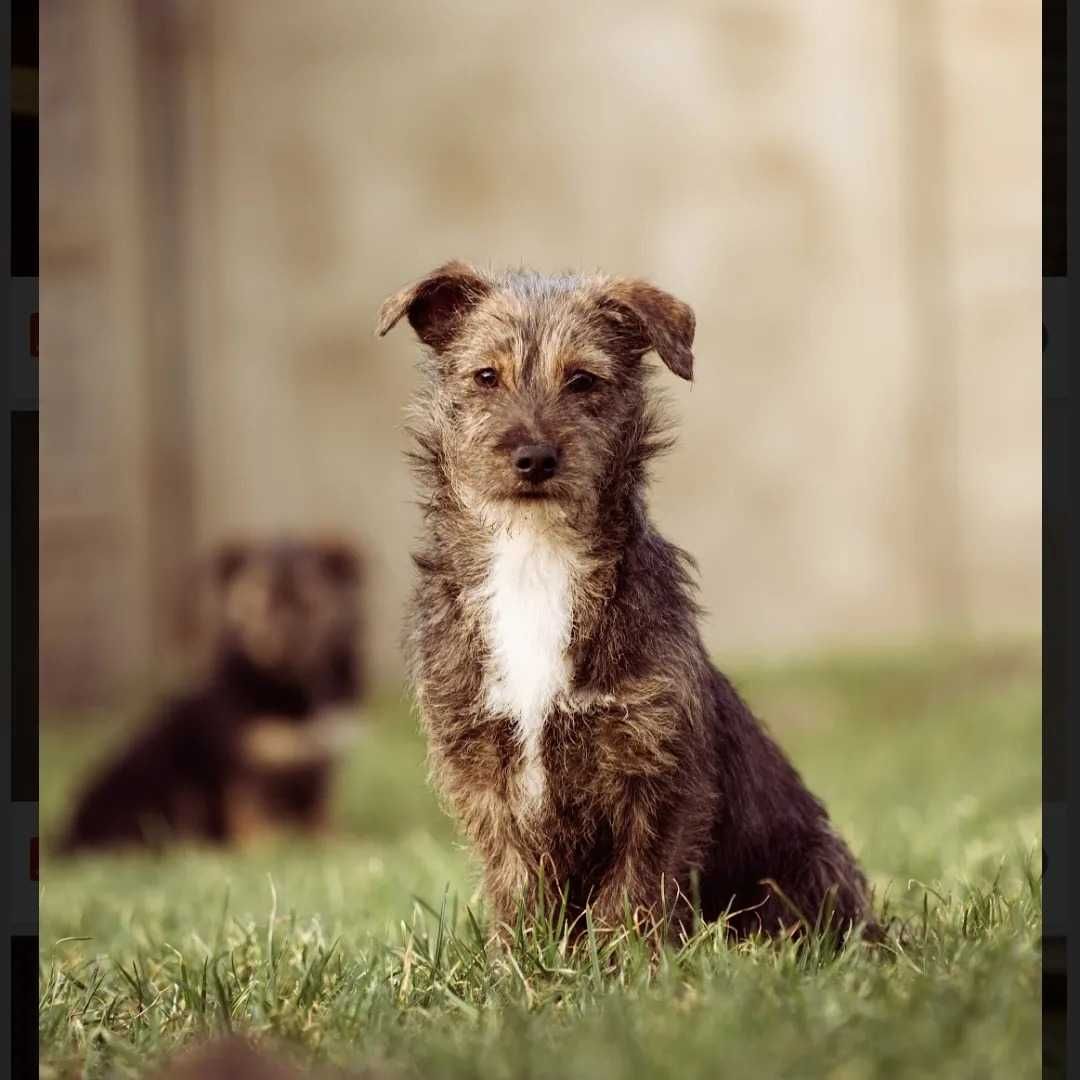 Bella Beza Beti do adopcji szczeniak suczka niewielka