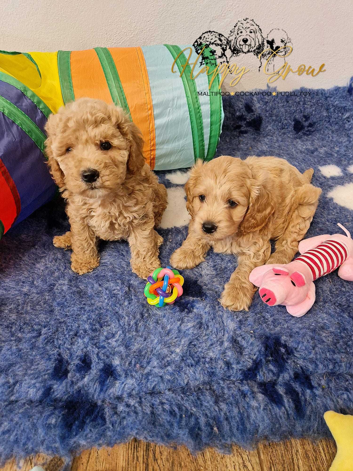 Cockapoo Pudel mini & cockapoo Piesek gotowy do odbioru