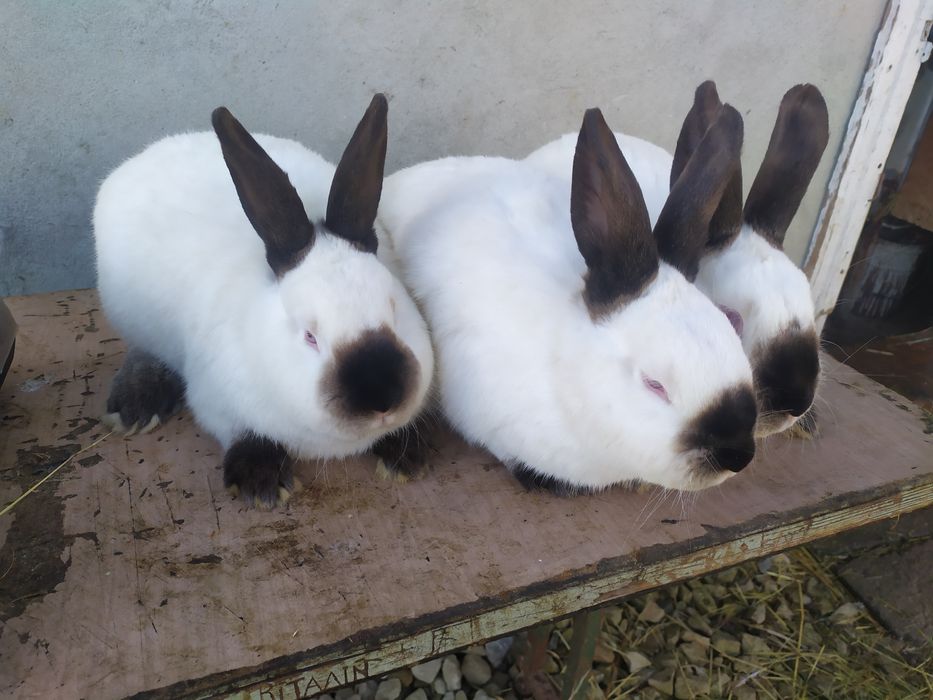 Продаю кролі каліфорнія