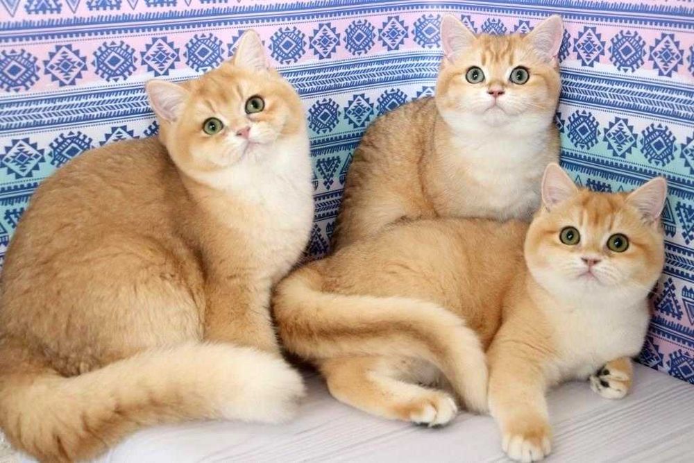 Премілі кошенята британської породи