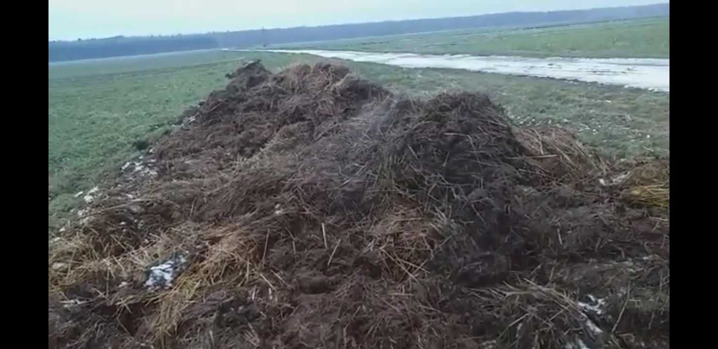 Obornik nawóz gnój koński naturalny