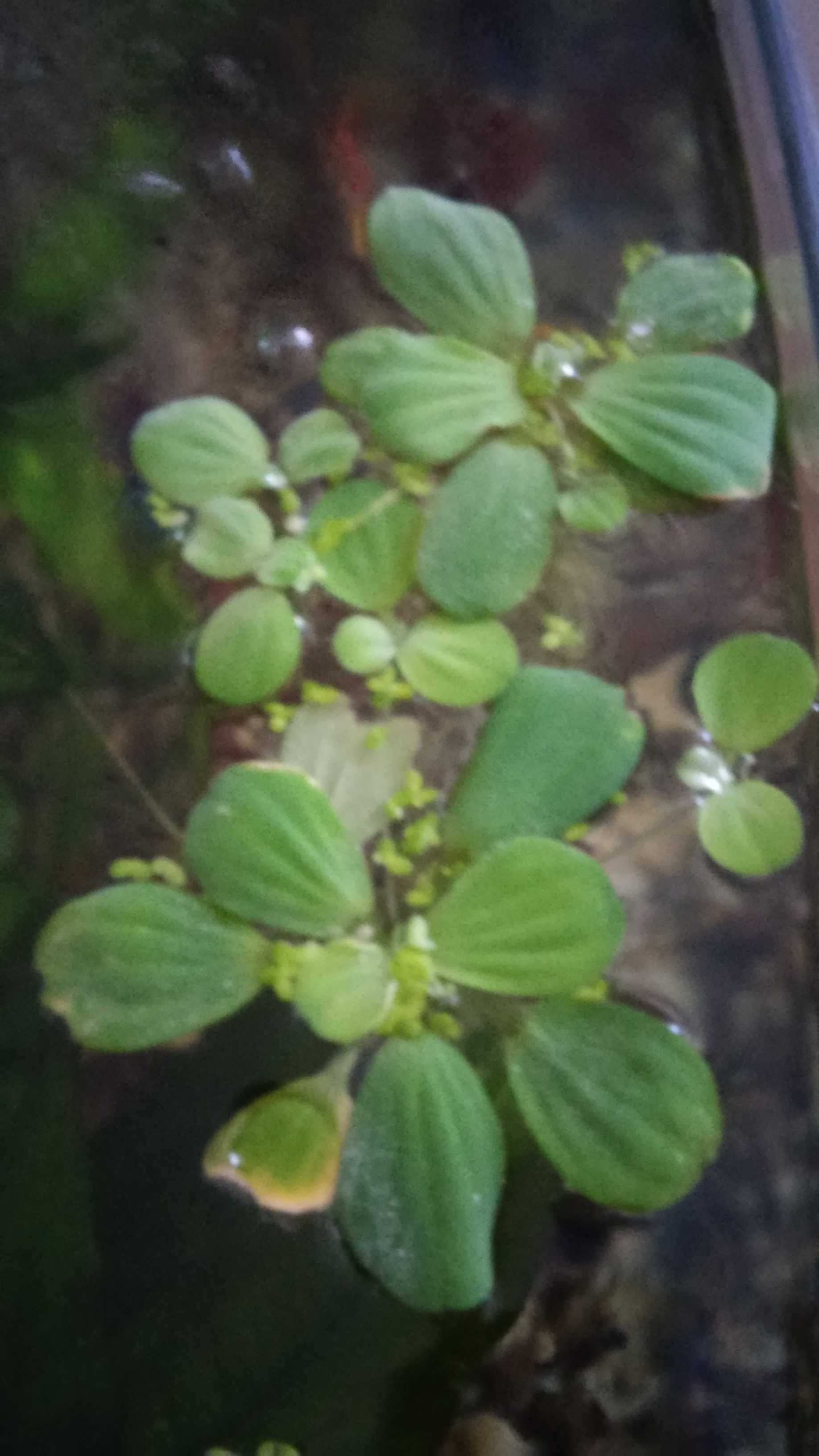 Rośliny akwariowe Pistia