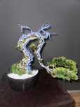 Bon-sai Drzewka Japońskie bonsai, ozdobym prezenty upominki , PREMIUM