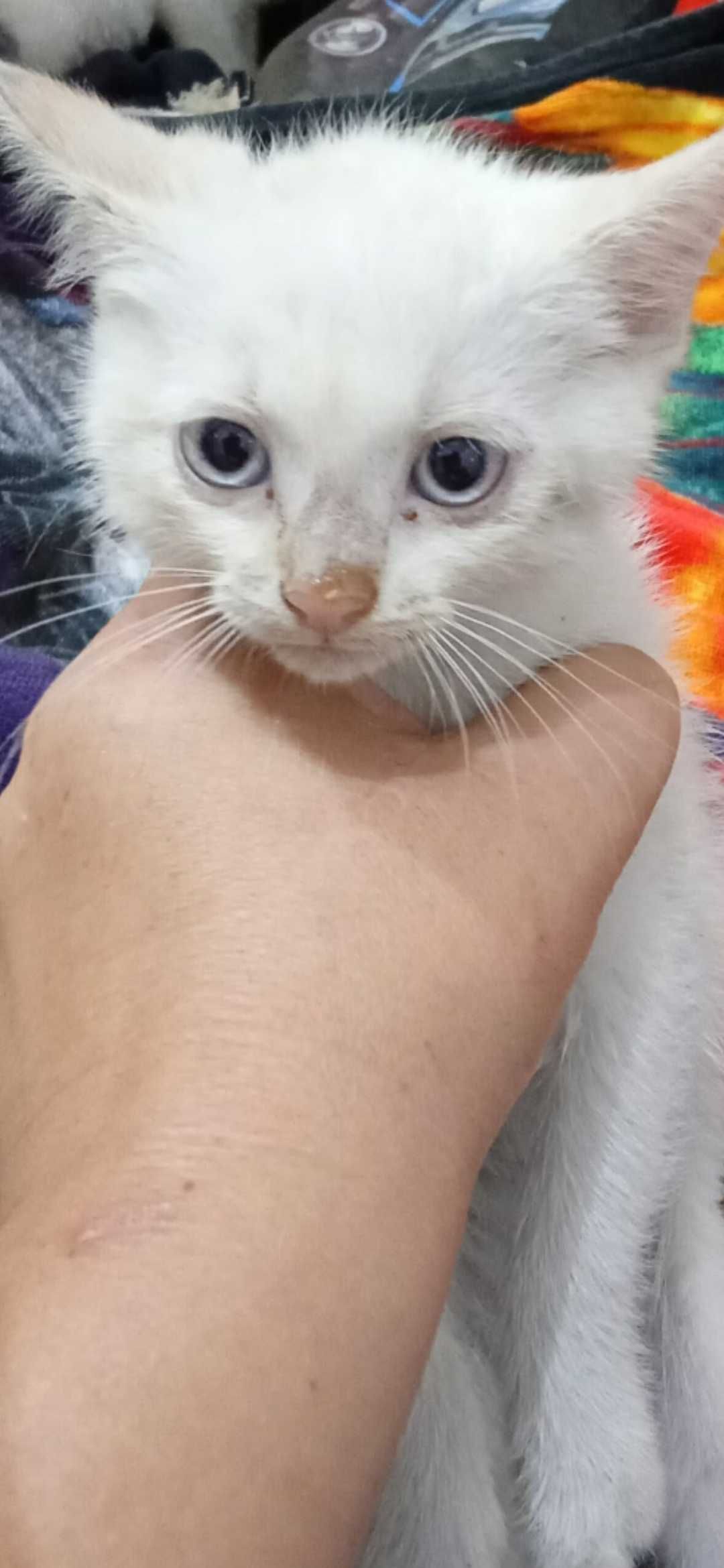 Mały kocurek biało rudy do adopcji