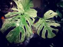 Monstera Mint Albo Variegata Kunzo White Monster NOWA platinum philode