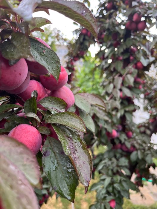 Продаж будинку або бізнес