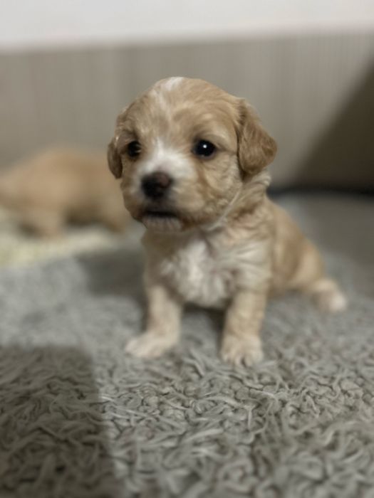 Maltipoo urocza sunia do rezerwacji