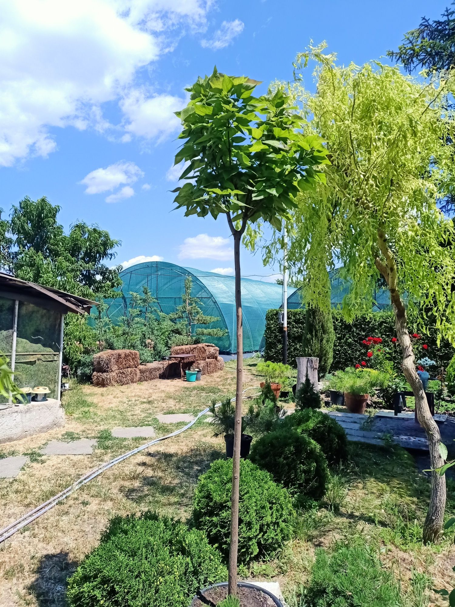 Катальпа бегонієвидна Нана щеплена на штамбі