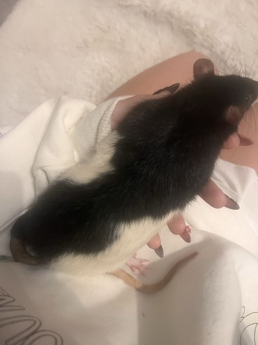 Oddam szczyrki ( w kolorze krówki )