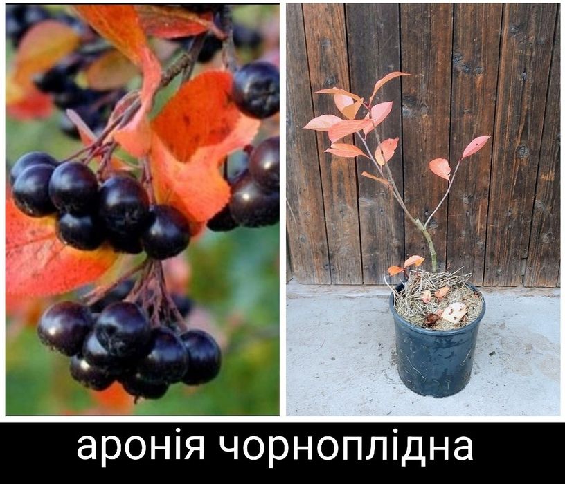 Аронія.Черемха.Сумах Тайгер Айз.Смородина.Гібіскус