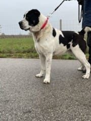 Owczarek Środkowoazjatycki