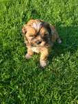 Piesek shih tzu  oddam