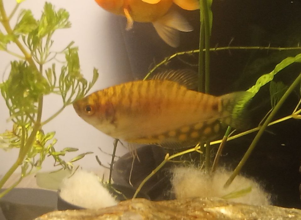 Gurami złote - złociste