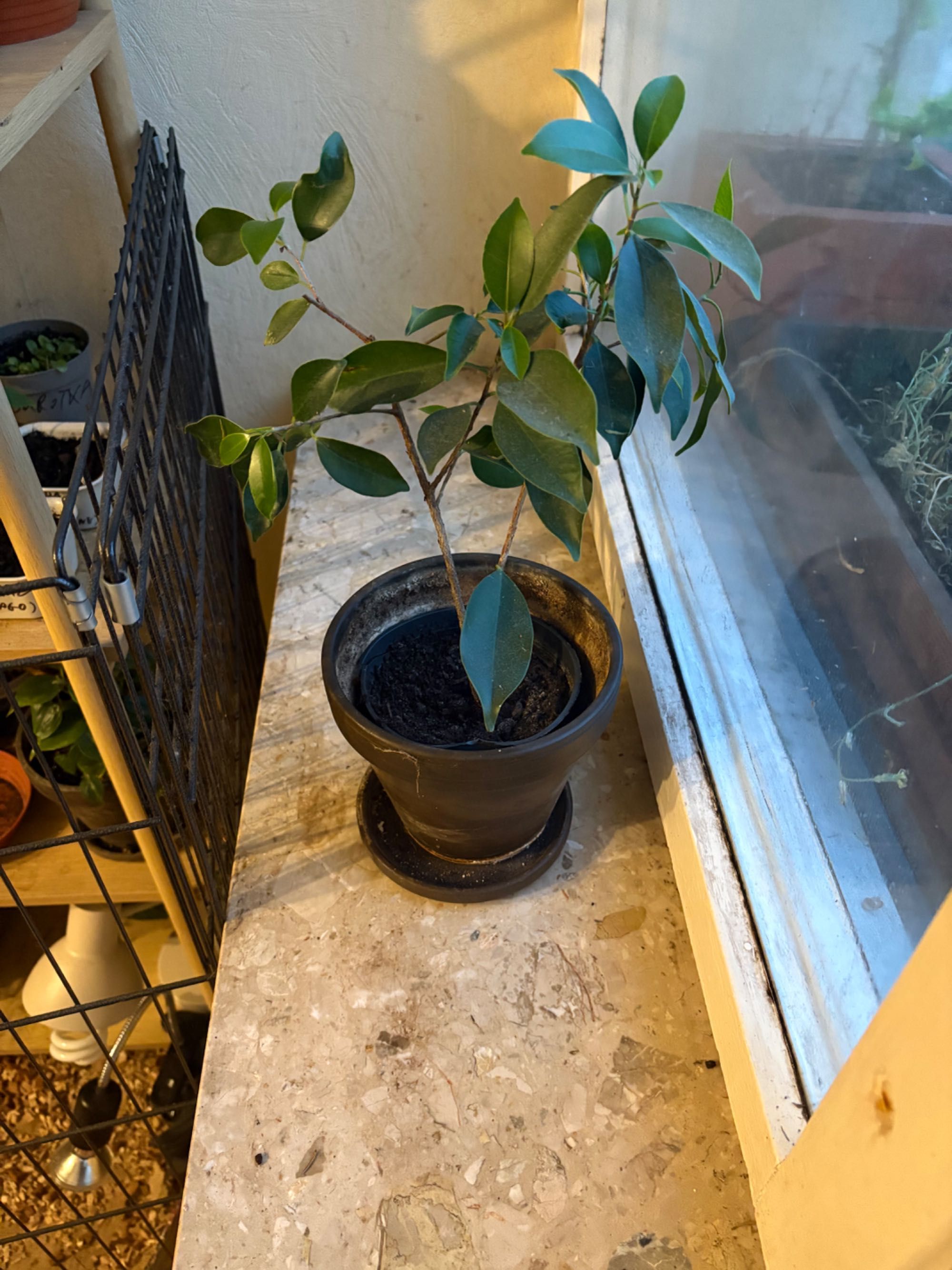 Ficus Benjamina 3 drzewka