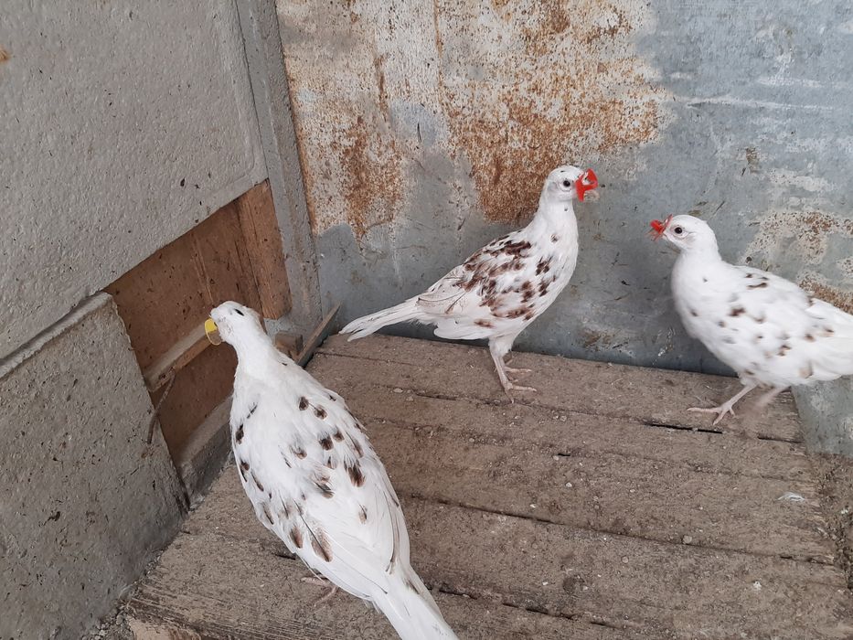 Фазан охотничий (голубой, пепельный)