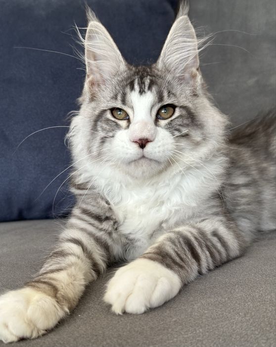 Koty, kocięta, kocurek  Maine Coon