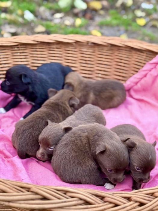 Щеночки —будут до 6-7 кг