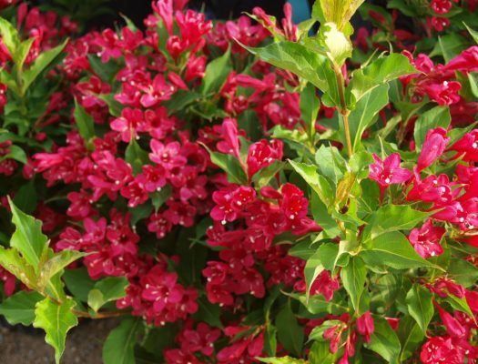 Самшит, ялівець, туя, пухироплодник, вейгела, гейхера продажа