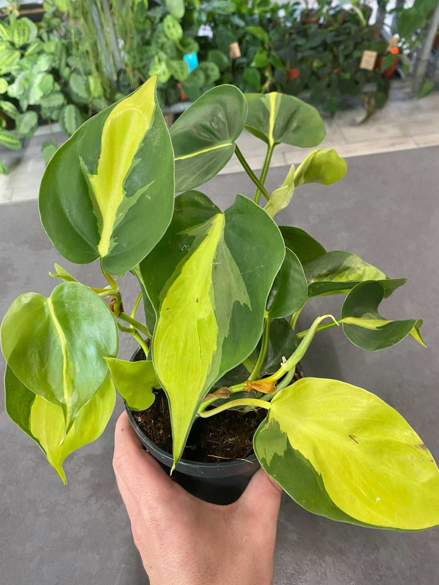 Philodendron Scandens Brasil Pięknie Wybarwiony Ogrzewacz w Cenie