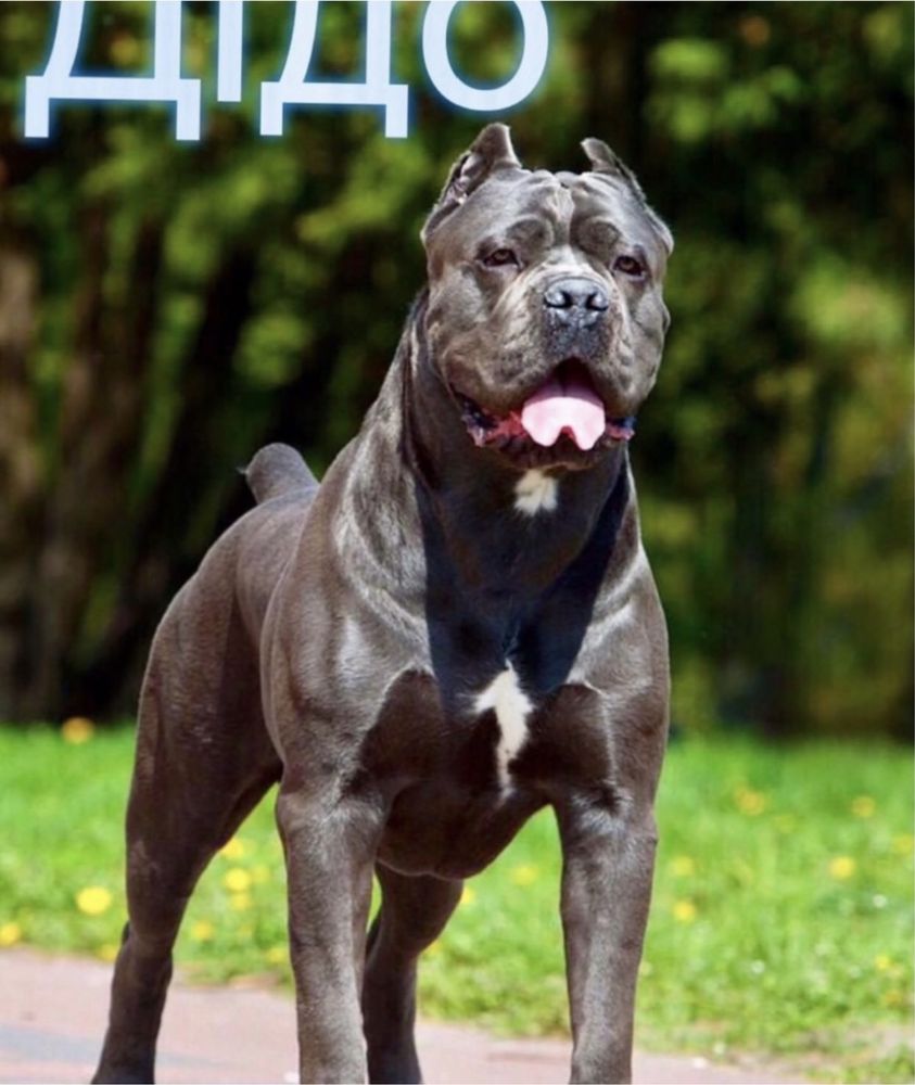 Чорна мафія на ринку-щеночки Cane corso