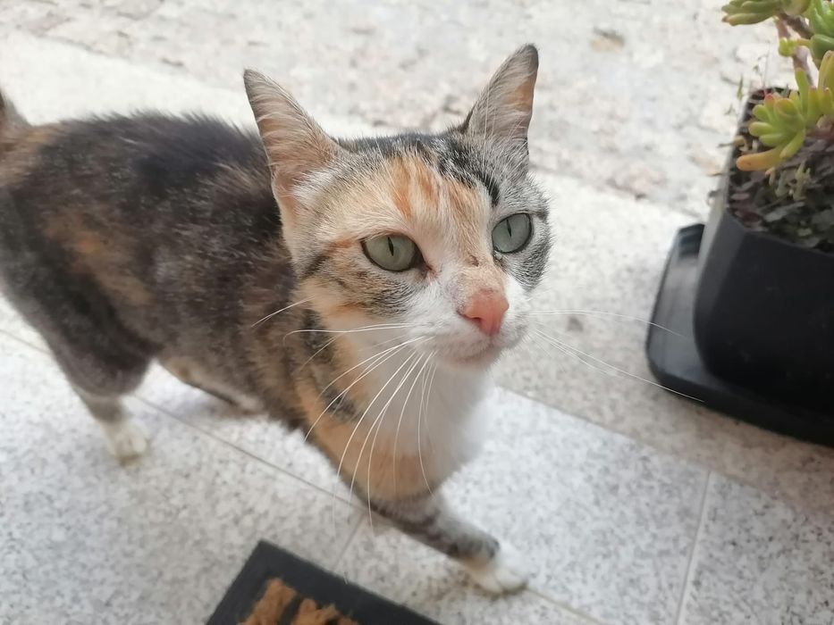 Gatinha adulta meiguinha para doar