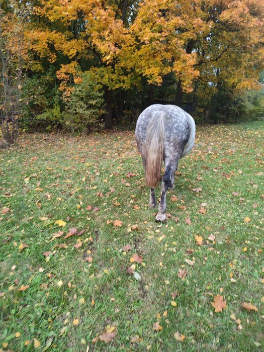 Sprzedam klacz szpaczkę