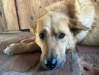 Szach - rudy pies do adopcji, oddam