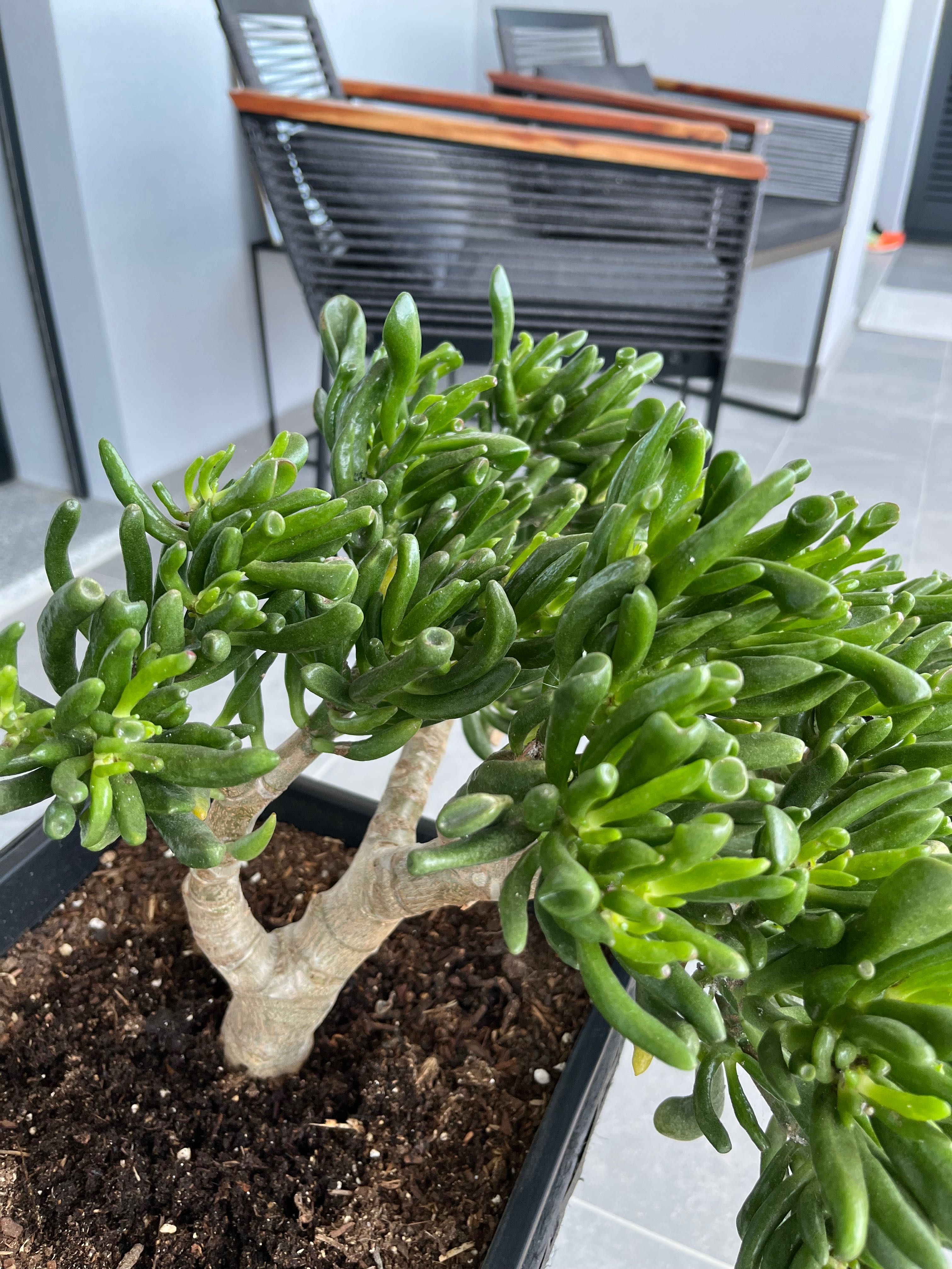 Bonsai de suculenta