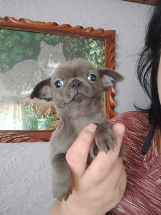 Мамина крихітка любімка