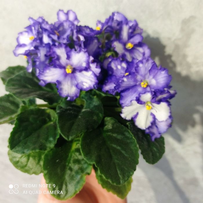 Фіалки квітучі дорослі