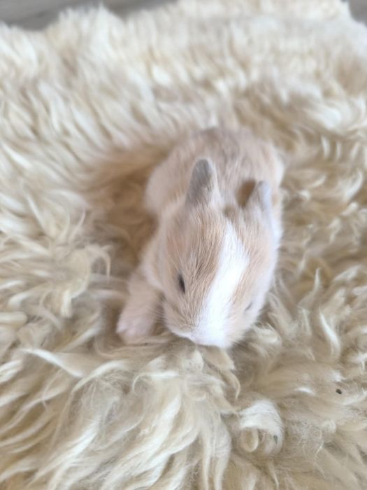 Lionhead Króliki miniaturki ostatnie 3 szt. REZERWACJA!!