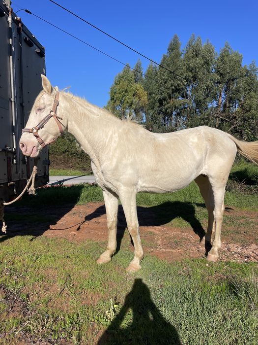 Égua isabel muito bem engatada